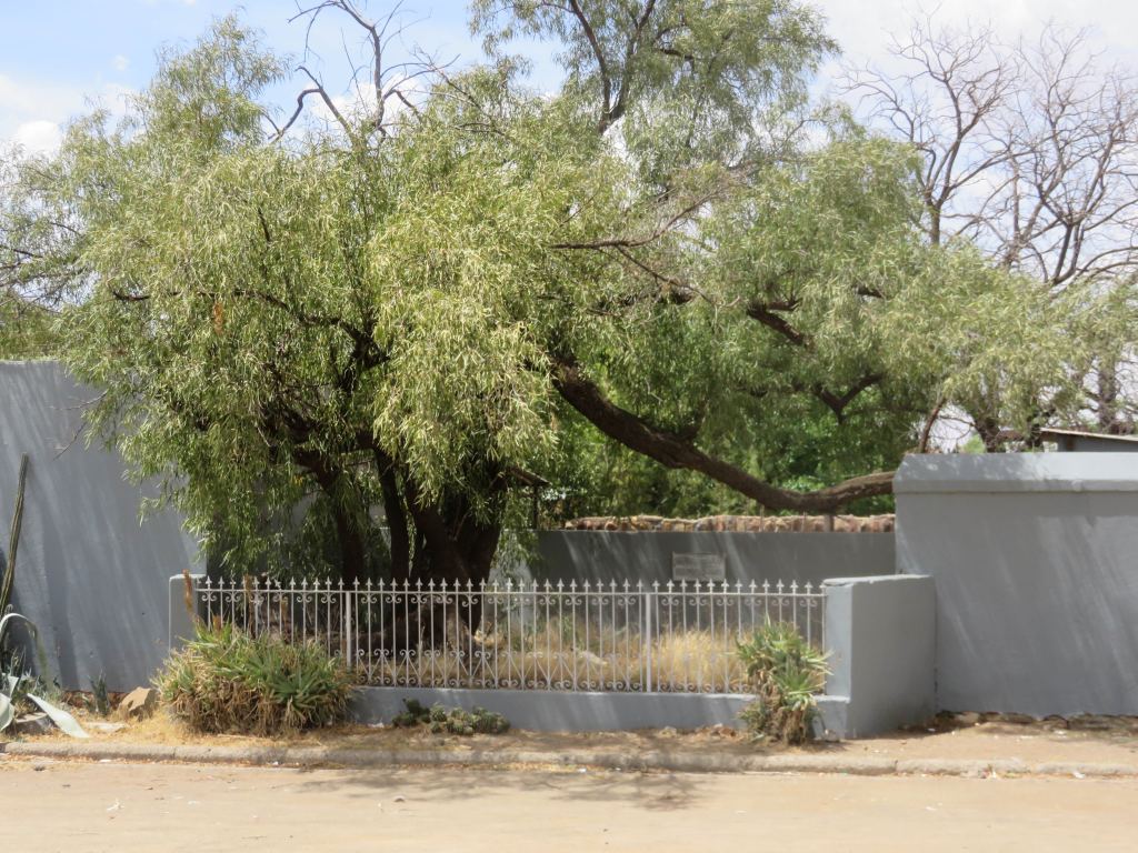 Fauresmith the tree